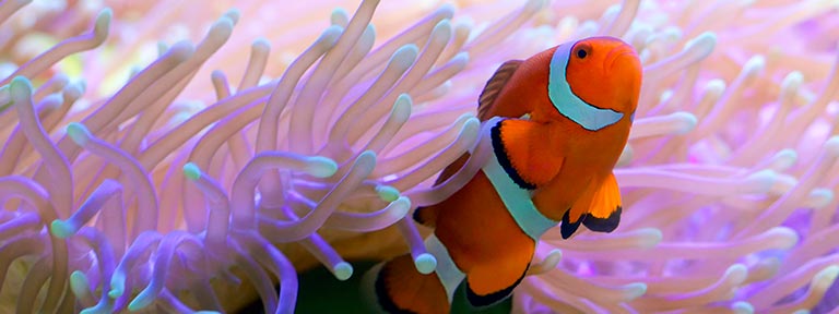 A clown fish emerging from an anemone